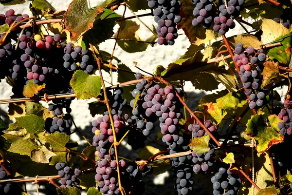 Blue Ripe Grapes Vineyard — Stock Photo, Image
