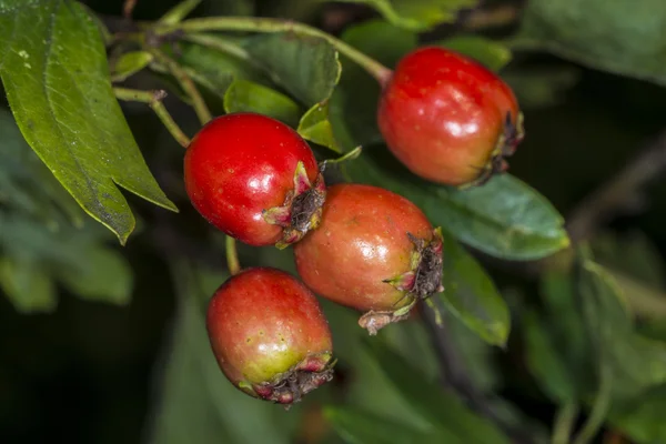 Alıç meyve — Stok fotoğraf