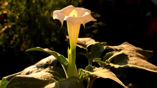 Espinho Maçã Com Flor Maçã Sol Manhã — Vídeo de Stock