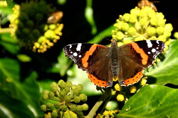 Red Admiral German Butterfly Ivy Flower — Stock Photo, Image