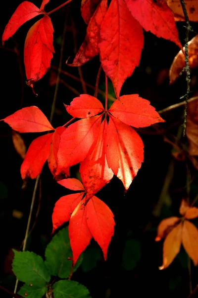 Wilde Weinblätter Herbstlichen Farben Gegenlicht — Stockfoto