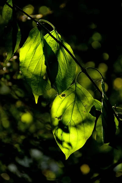 Folhas Coloridas Outonais Retroiluminado — Fotografia de Stock