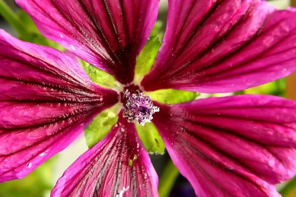 Malva Medicinalväxt Blomma — Stockfoto