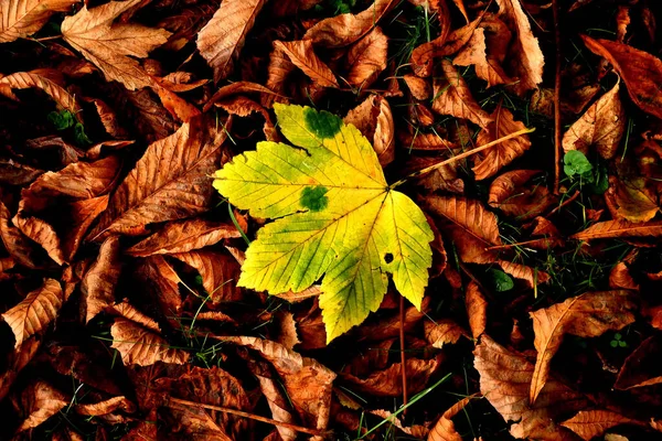 Kahverengi Yaprak Yığınında Sonbahar Renginde Sarı Akçaağaç Yaprağı — Stok fotoğraf