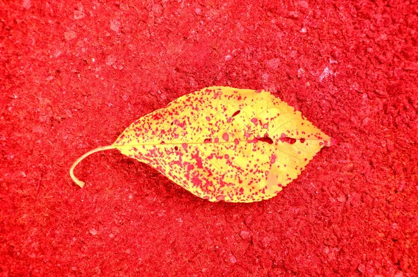 Infrared Photo Autumnal Painted Leaf Street Floor — Stock Photo, Image