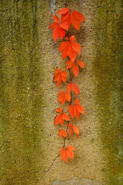 Hojas Vino Silvestre Colores Otoñales Una Pared Hormigón —  Fotos de Stock