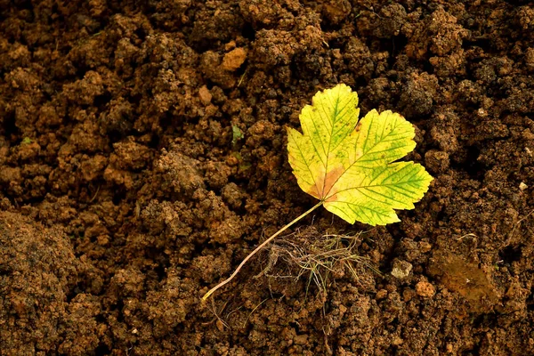 Hoja Arce Amarillo Color Otoñal Montón Tierra — Foto de Stock