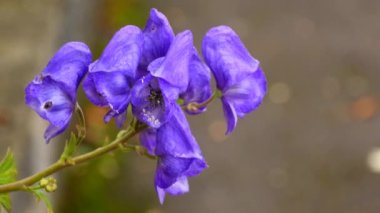 Aconite, dünyanın en zehirli bitkisi, çiçekli şifalı bitki
