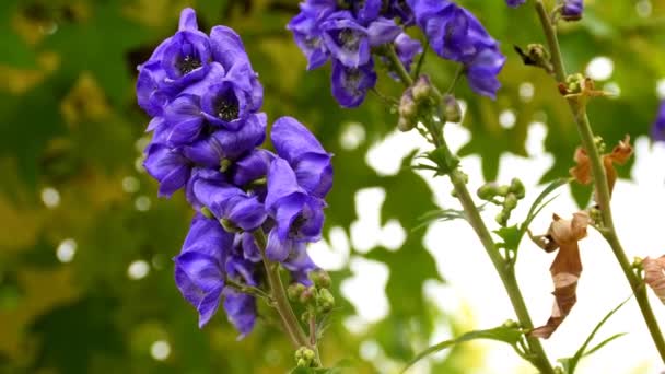 Ακονίτης Πιο Τοξικό Φυτό Του Κόσμου Φαρμακευτικό Φυτό Λουλούδι — Αρχείο Βίντεο