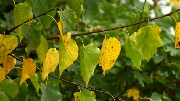 Autumnal Colored Birch Leaves Dancing Wind — Stock Video