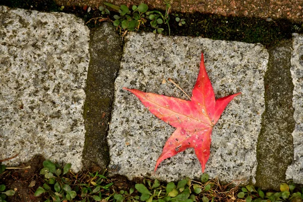 Hoja Arce Japonés Color Otoñal Sobre Una Piedra —  Fotos de Stock