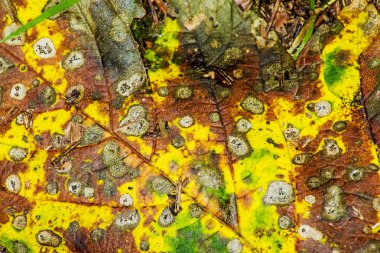 sonbahar boyalı yaprak