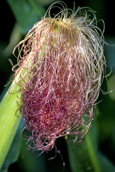 Борода кукурузы — стоковое фото