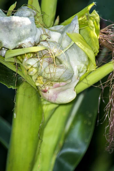 Carbón del maíz, ustilago maydis — Foto de Stock