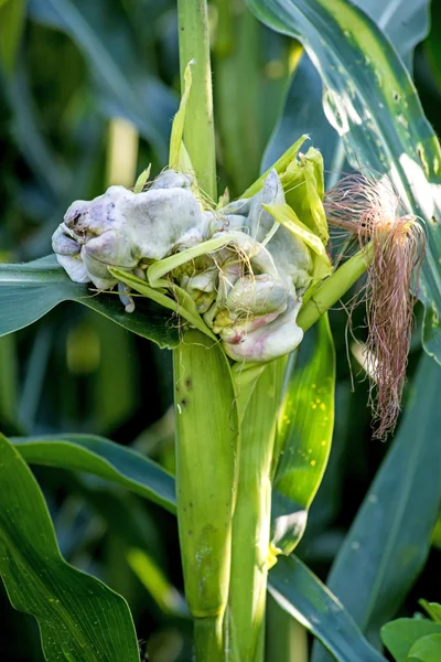 Corn smut, Ustilago maydis — Stock Photo, Image