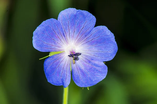 Geranien-Pratense, Wiesenkranich — Stockfoto