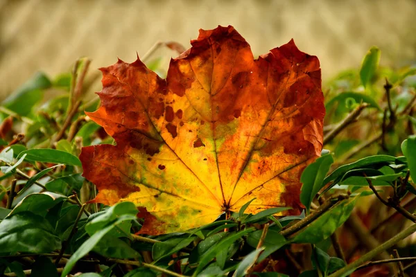 Herbstlich Gefärbtes Ahornblatt Gegenlicht Einem Grünen Strauch — Stockfoto