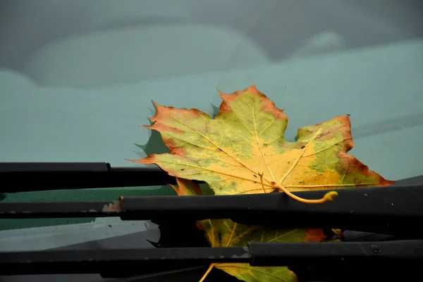 フロントガラスのワイプで秋の紅葉 — ストック写真