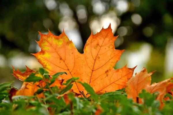 Autumnal Colored Maple Leaf Backlit Green Bush — Stock Photo, Image