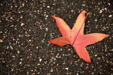 Japon akçaağaç yaprağı sonbahar renginde sokak zemininde