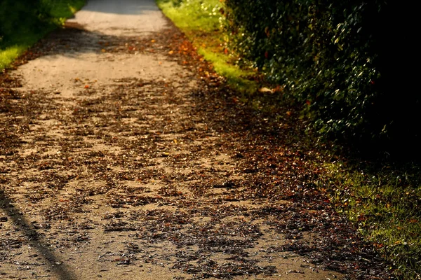 Feuilles Colorées Automnales Sur Chemin Rétroéclairé — Photo