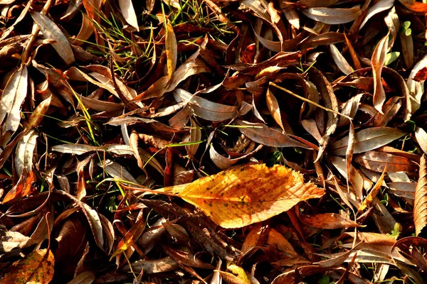 Folha Colorida Outonal Dentro Monte Folhas Marrons — Fotografia de Stock