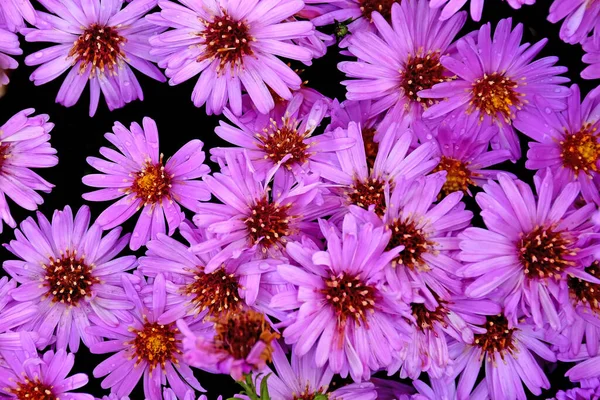 Aster Blommor Ett Fullt Format — Stockfoto