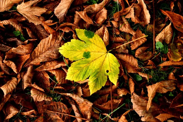 Kahverengi Yaprakların Arasında Sonbahar Renginde Sarı Akçaağaç Yaprağı — Stok fotoğraf