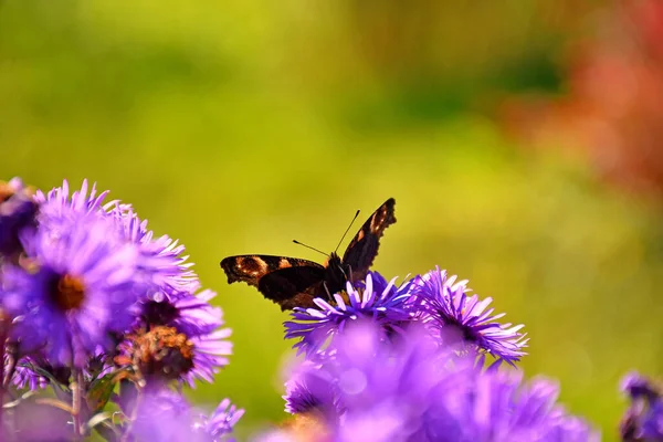 Ammiraglio Rosso Farfalla Tedesca Fiore Aster — Foto Stock