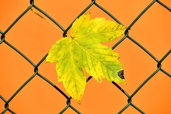 Arka Planda Bir Çitte Sonbahar Renkli Akçaağaç Yaprağı — Stok fotoğraf