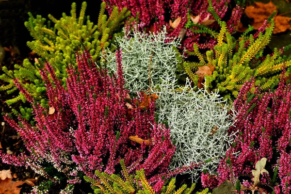 Decoração Flores Uma Sepultura Outono Fotografia De Stock