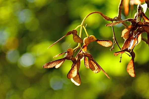 Maple Seeds Autumn Tree Blurred Green Background — Stock Photo, Image