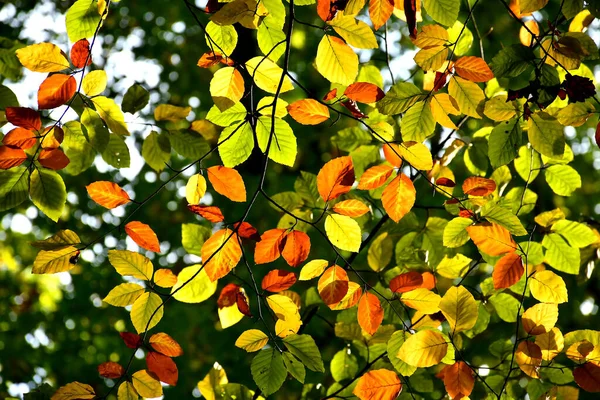 Höstfärgade Boklöv Träd Bakgrundsbelysning Grönt Och Brunt — Stockfoto
