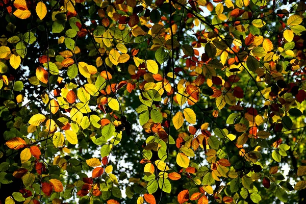Blick Bis Herbstlich Gefärbten Blättern Bäumen — Stockfoto