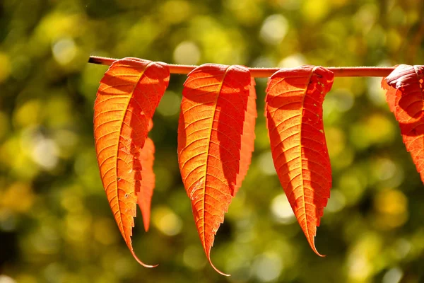 Eberesche Mit Rot Lackierten Blättern Herbst Gegenlicht — Stockfoto