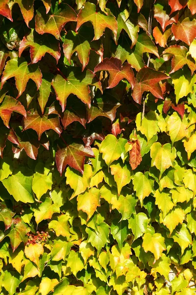 Daun Anggur Liar Dalam Warna Musim Gugur Backlit — Stok Foto