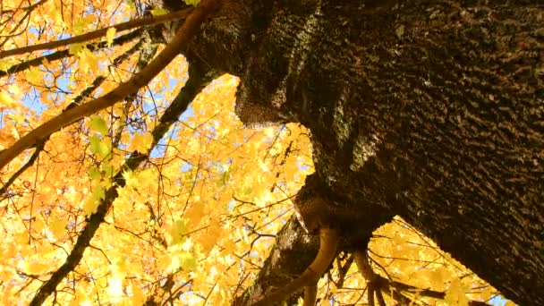 Θέα Στην Κορυφή Ενός Δένδρου Σφενδάμου Φθινοπωρινά Βαμμένα Κίτρινα Φύλλα — Αρχείο Βίντεο