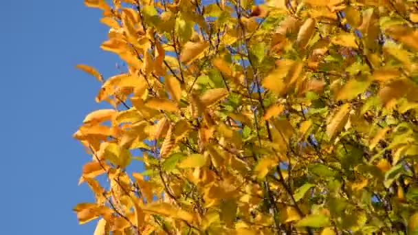 Foglie Dipinte Autunnali Albero Svolazzante Vento Soffice Cielo Blu — Video Stock