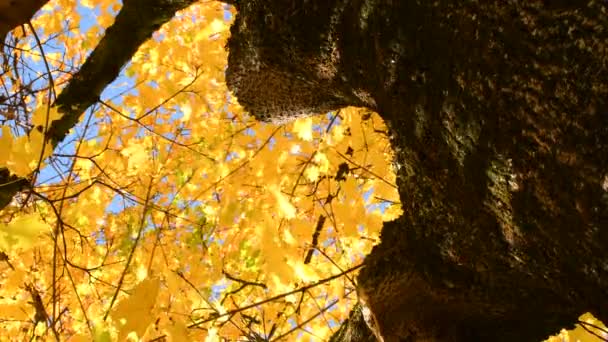 View Treetop Maple Tree Autumnal Painted Yellow Leaves — Stock Video