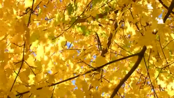 Blick Die Baumkrone Eines Ahornbaums Mit Herbstlich Bemalten Gelben Blättern — Stockvideo