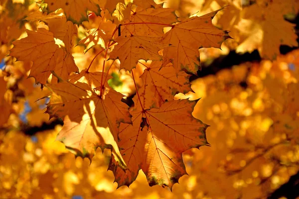 Arka Plandaki Ağaçta Sonbahar Renkli Akçaağaç Yaprakları — Stok fotoğraf