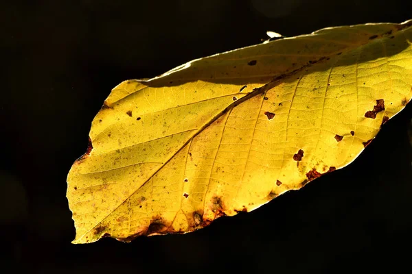 Feuille Hêtre Couleur Automnale Sur Arbre Rétro Éclairé — Photo