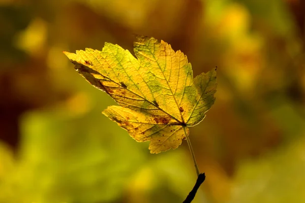 Herbstlich Gefärbtes Ahornblatt Gegenlicht Einem Baum — Stockfoto