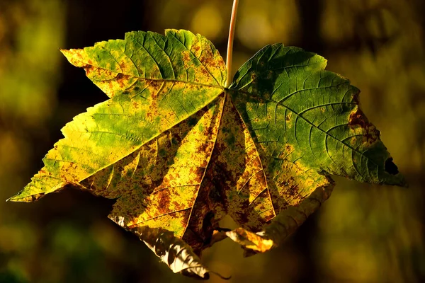 Autumnal Colored Maple Leaf Backlit Tree — Stock Photo, Image