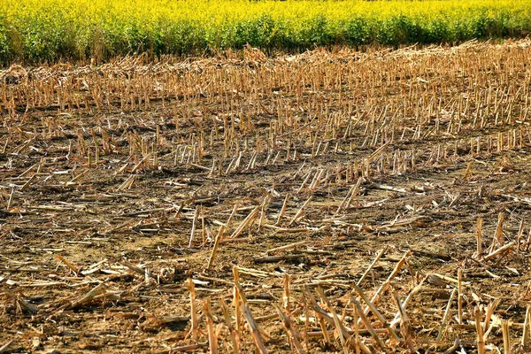 Campo Rastrojo Con Cultivo Mostaza Fondo — Foto de Stock