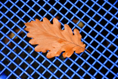 Mavi şebeke koltuğunda sonbahar renkli kayın yaprağı