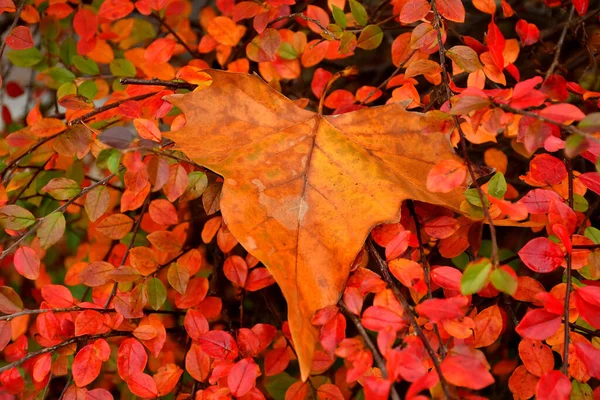Höstfärgat Löv Buske Med Röda Blad — Stockfoto