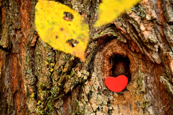 秋色の葉を持つ木の結び目の中のハート — ストック写真