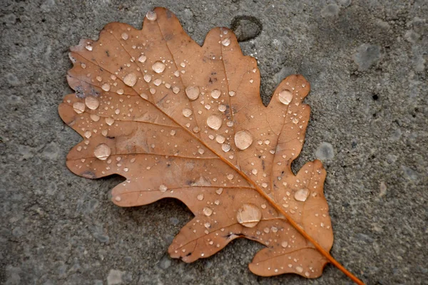 Herbstliches Buchenblatt Mit Regentropfen Auf Nassem Straßenboden — Stockfoto