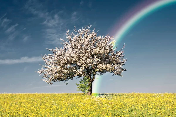 Jabloňový Květ Duhou Infračervených Barvách — Stock fotografie